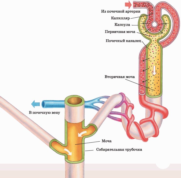 Строение нефрона анатомия рисунок - 89 фото