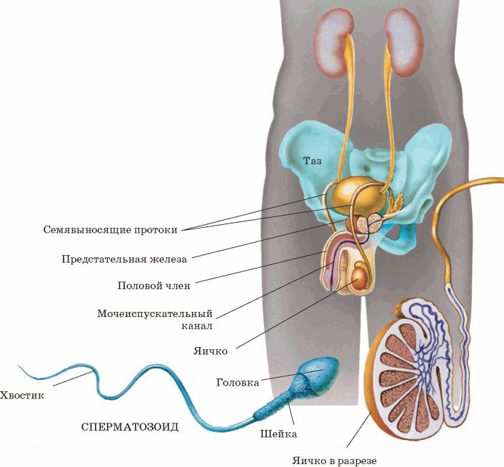 Строение мужских органов человека