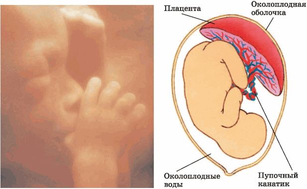 Плацента пуповина оболочки. Пупочный канатик и плацента. Пупочный канатик. Плацента, плод. Плодные оболочки пуповина и плацента это. Плацента пуповина околоплодные воды.
