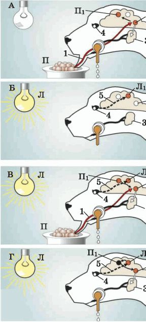 На рисунке изображена схема условного рефлекса у собаки