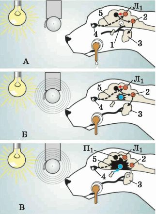 Условные рефлексы у собак. Схема безусловного торможения условных рефлексов. Торможение условных рефлексов схема. Павлов схема условного рефлекса. Схема условного торможения условных рефлексов.