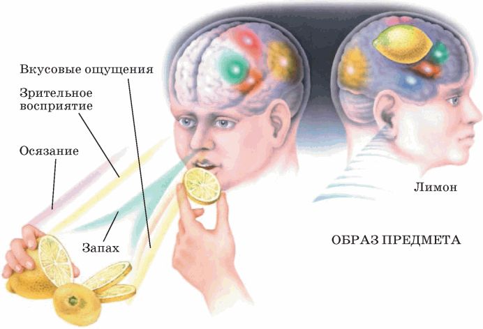 Нарушения зрительных ощущений. Вкусовые ощущения и восприятие. Ощущение и восприятие. Характеристика зрительных ощущений. Восприятие человека.