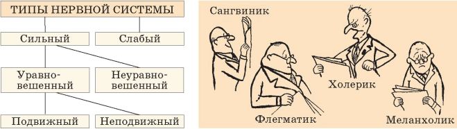 Схема типы нервной системы