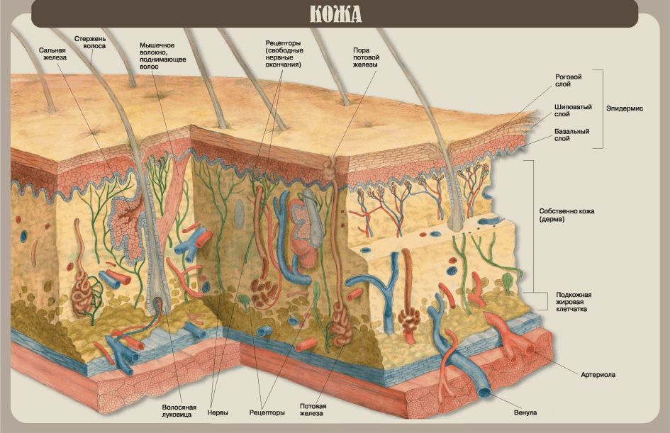 Строение кожи человека рисунок. Кожа строение кожи анатомия. Строение кожи анатомия и физиология кожи. Анатомия кожи. Строение кожи. Физиология кожи. Слои кожи до кости.