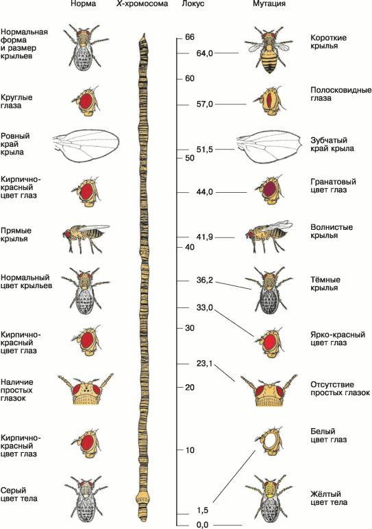 Генетическая карта дрозофилы