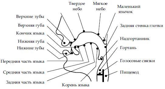 Органы артикуляции картинки для детей