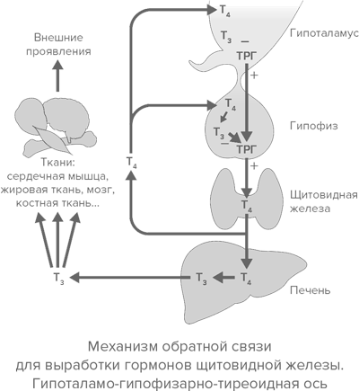 Установи рисунок на котором изображена железа вырабатывающая гормон тироксин