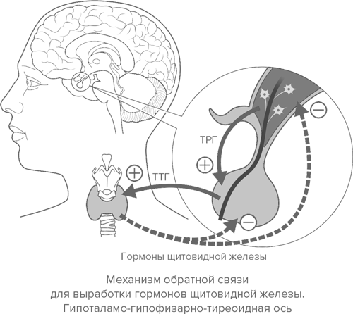 Обратные связи гормоны. Механизм обратной связи гормонов щитовидной железы. Ось гипоталамус-гипофиз-щитовидная железа. Гипоталамус гипофиз щитовидная железа. Регуляция выработки гормонов щитовидной железы.