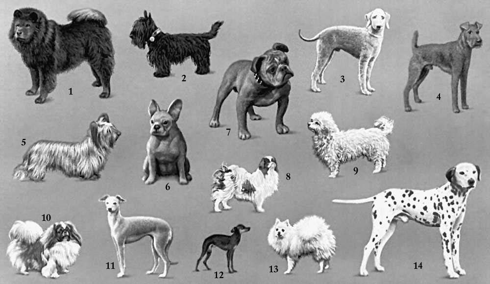Породы собак биология. Разнообразие пород собак. Породы собак с фотографиями. Название собак. Породы собак названия.