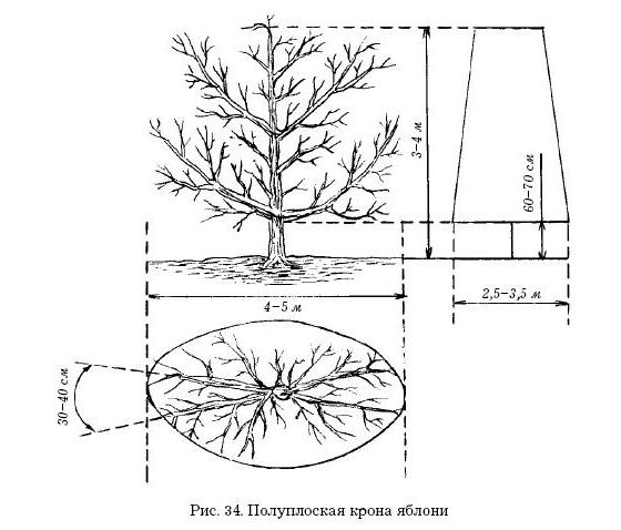 Яблоня схема посадки