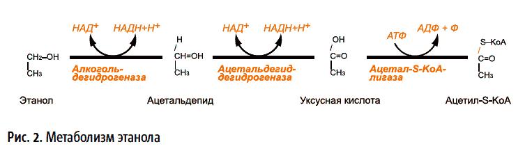 Превращение этанола в ацетил КОА. Окисление этанола в печени. Метаболизм этанола схема биохимия. Реакция окисления этанола до ацетил КОА. Превращение ацетил коа