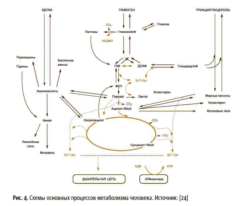 Схема метаболизма биохимия. Общая схема метаболизма биохимия. Схема метаболизма человека биохимия. Метаболические пути биохимия схема.