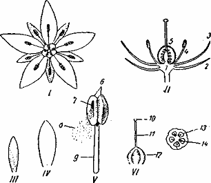 Строение цветка лилии схема