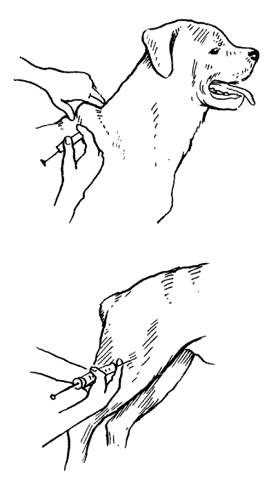 Как колоть укол собаке. Укол в холку собаке схема. Укол собаке внутримышечно в холку. Внутримышечный укол собаке схема. Укол собаке подкожно в холку.