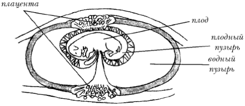 Схема взаимоотношения плодных оболочек жеребенка