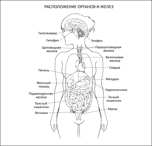 Органы человека расположение в картинках женский с надписью