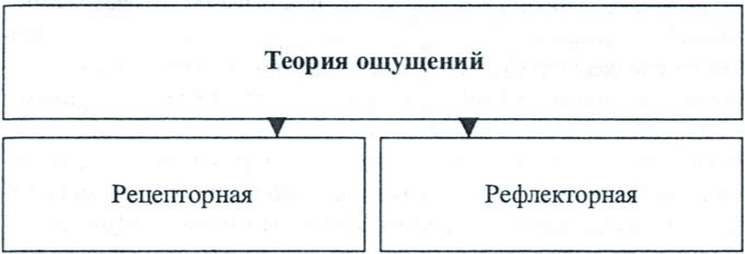 Ощущение природа ощущений. Рецепторная и рефлекторная теории ощущений. Рецепторная теория ощущений. Основные концепции и теории ощущений. Теории ощущений в психологии.