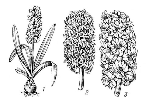 Как нарисовать гиацинт