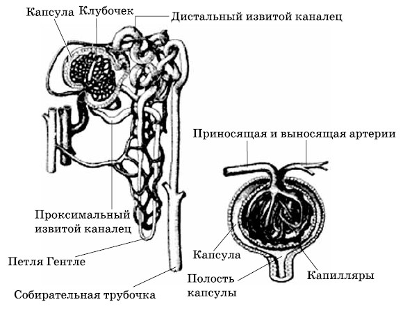 Строение почки и нефрона рисунок