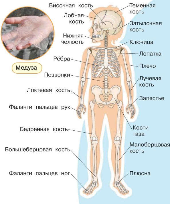 Скелет и внутренние органы человека схема