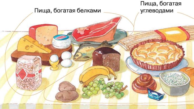 Пища окружить. Из чего состоит наша пища. Из чего состоит наше питание. Из чего состоит наша еда. Наша пища картинки.