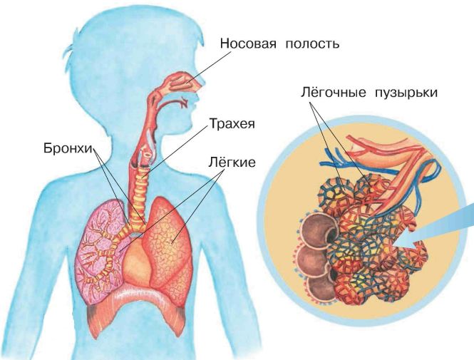 Воздух в организме. Поступление кислорода в организм. Поступление кислродав организм. Воздух поступает в организм человека через.