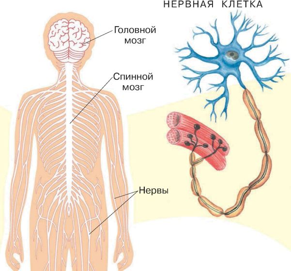 Спинной и головной мозг образуют нервную систему