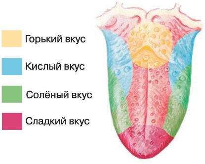 Вкусовые рецепторы на языке человека схема