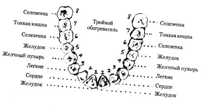 Какой зуб к какому органу относится карта