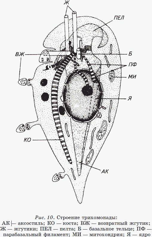 Строение трихомонады рисунок с подписями
