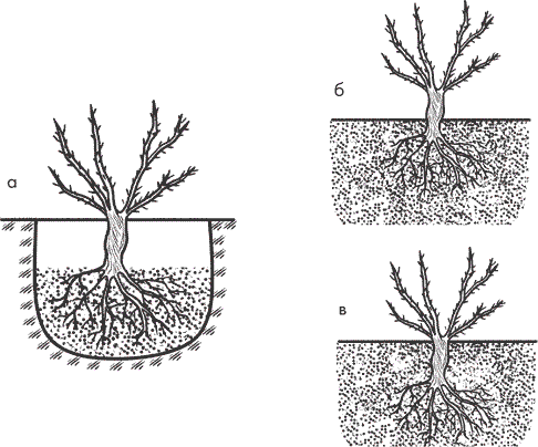 Схема посадки кустовых роз
