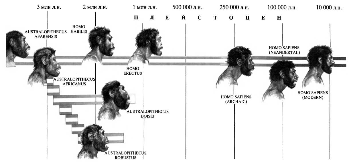 Схема эволюции гоминид