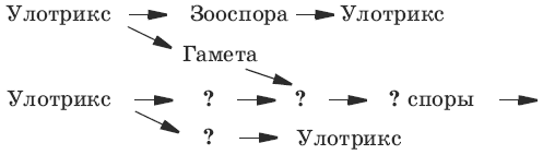 Рассмотрите схему размножения улотрикса выберите верные термины обозначенные цифрами на схеме