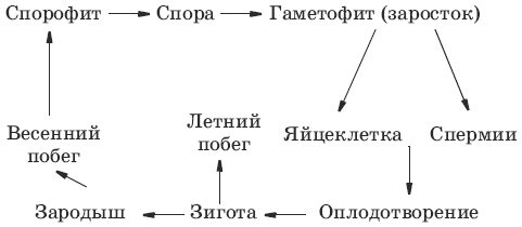 Цикл развития хвоща полевого схема с описанием