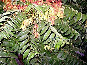 Листосос ясеневый сканворд 6. Южное дерево семейства симарубовых. Санни Айлант. Китайский ясень 6 букв. Южные быстрорастущие деревья.