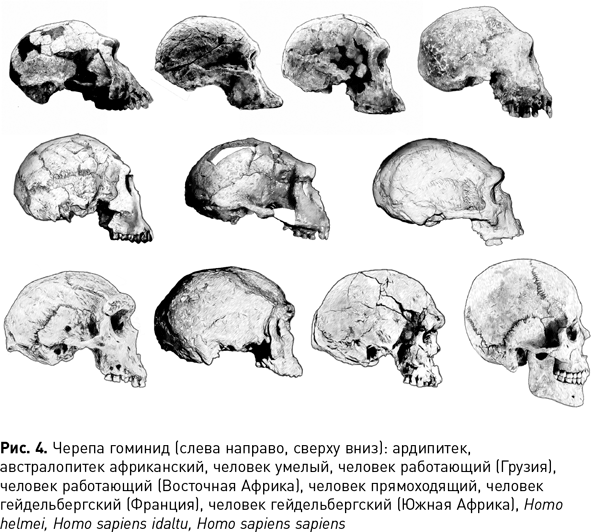 Череп австралопитека рисунок