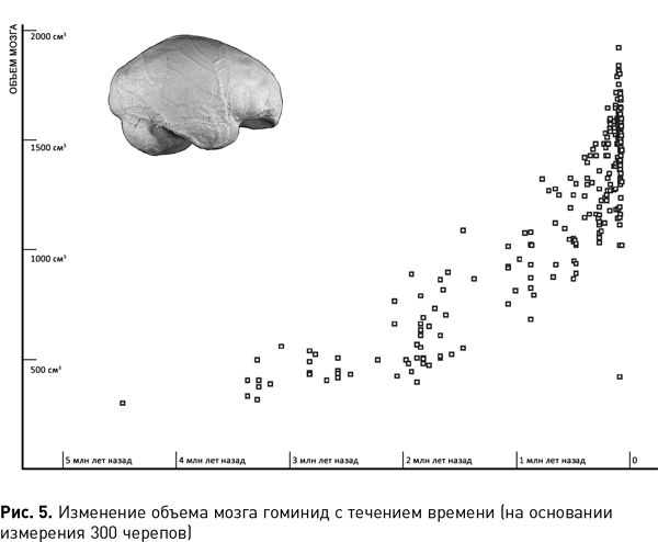 Объем мозг ископаемых гоминид. Каков объем мозга ископаемых гоминид. Ископаемый предок человека с объемом мозга 800-1400. Объем мозга одного из ископаемых предков 500.