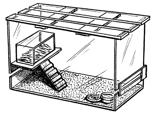 Как нарисовать клетку для хомяка