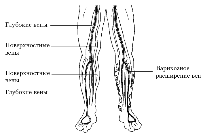 Вены голени анатомия схема