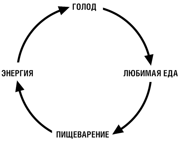 Вызвать цикл. Энергия голода. Голодание и энергия.