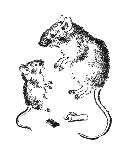Серая мышь читать полностью. Чарушин две мышки. Чарушина 2 мышки. Иллюстрации Чарушина мыши. Крыса раскраска.