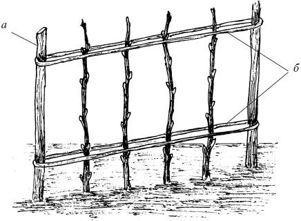 Схема подвязки малины