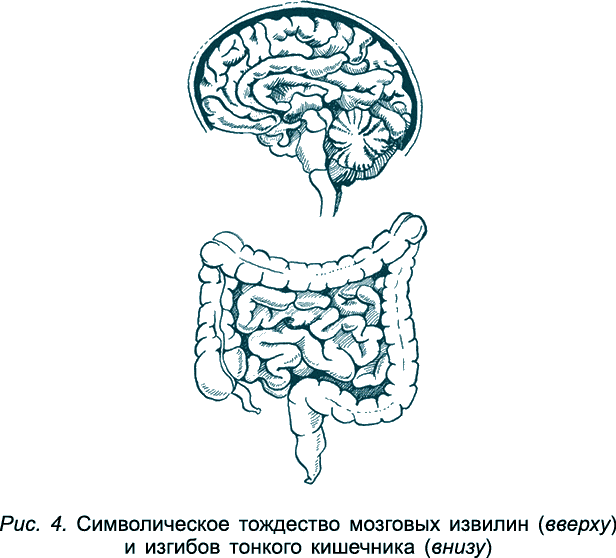 Желудочный мозг. Ось кишечник мозг. Связь кишечника и мозга.