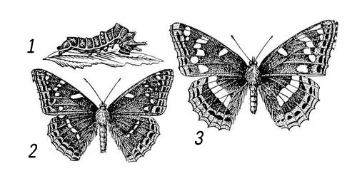 Какой тип развития характерен для ленточника тополевого изображенного на рисунке 1 бабочка