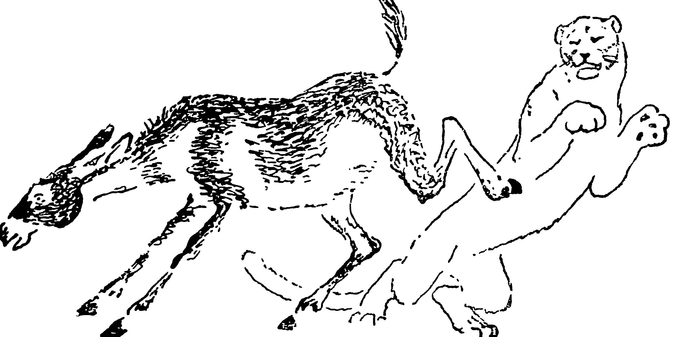 Акимушкин о волке и волках рисунок