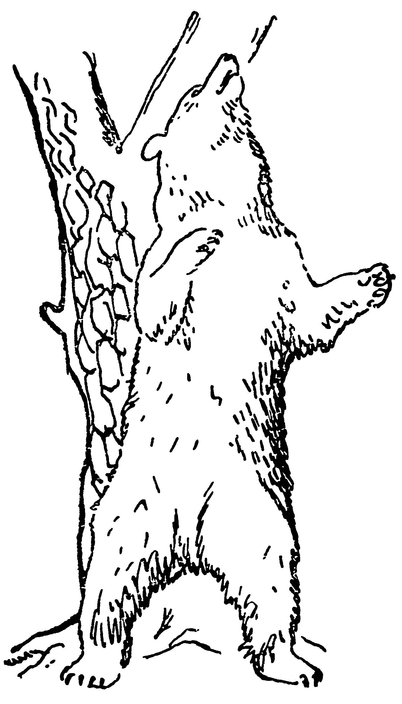 Медвежонок на дереве карандашом