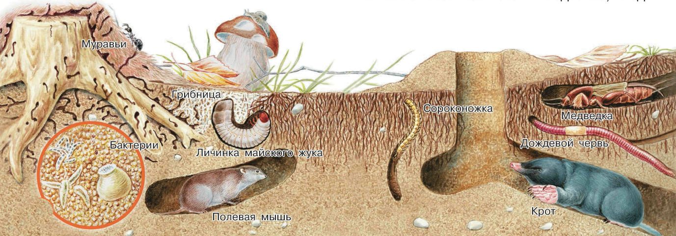 Почва и подземные обитатели в подготовительной группе презентация
