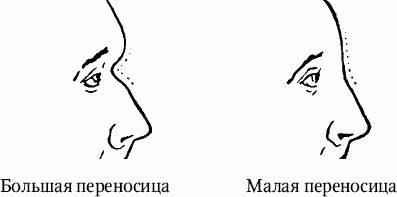 Части носа как называются человека схема