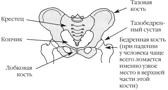 Кости таза рисунок с подписями