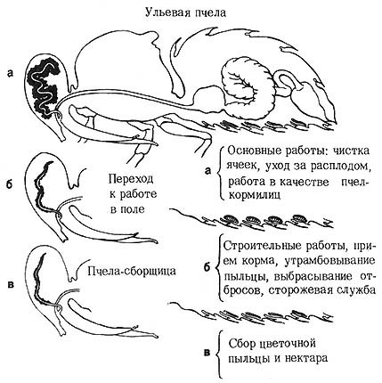 Цикл развития пчеломатки схема